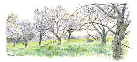 Verger au printemps en Essonne. Aquarelle de commande