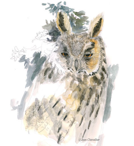 Hibou moyen-duc Asio otus aquarelle Jean Chevallier