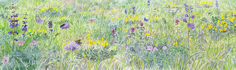Prairie, illustration pour panneau, site de Cruet / Ferroux, Savoie
