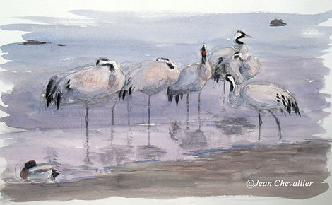 grues aquarelle Jean Chevallier