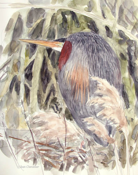 Héron pourpré Ardea purpurea aquarelle Jean Chevallier