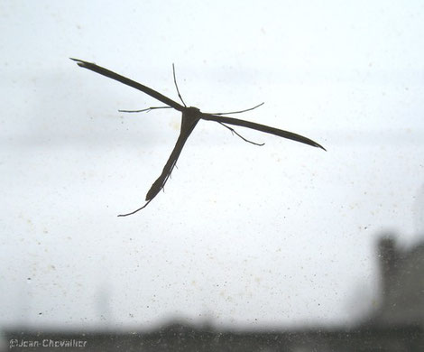 pterophore