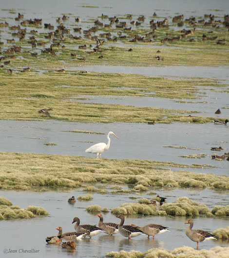 Oies cendrées, colverts, sarcelles d'hiver et grande aigrette, photo Jean Chevallier