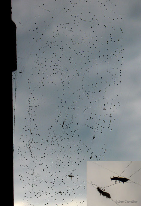 Toile d'araignée couverte de petits staphylinidés (?)