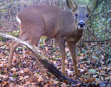 Chevreuil, à 1m du piège. Photo Jean Chevallier
