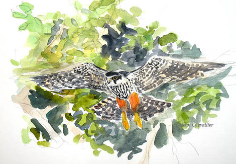 Faucon hobereau falco subbuteo, aquarelle Jean Chevallier