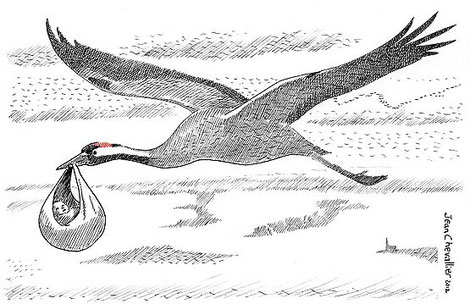 grue-cigogne ciconiagrus dessin JChevallier