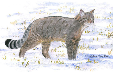 Chat sauvage Felis silvestris, mâle en hiver, aquarelle Jean Chevallier