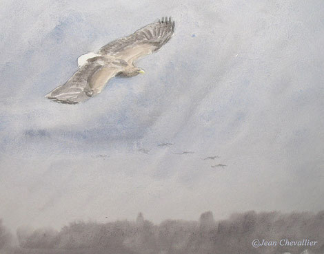 Pygargue (haliaetus albicilla) aquarelle Jean Chevallier