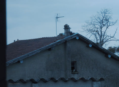 chevêches sur le faîte, effraie à la fenêtre