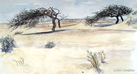 Acacias, route d'Aoussert, aquarelle Jean Chevallier