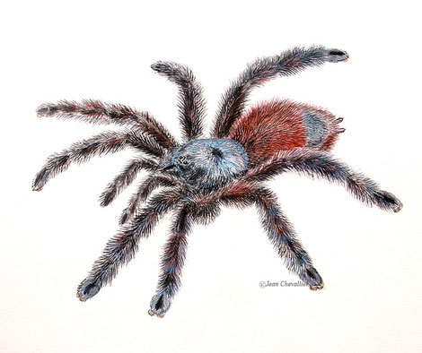 Caribena versicolor, illustration Jean Chevallier