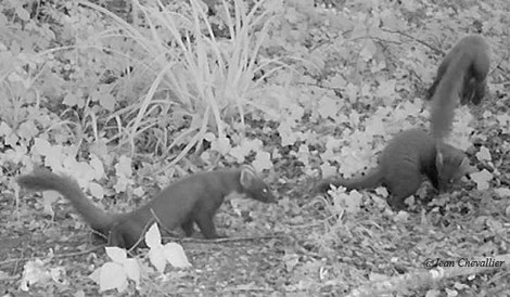 Famille de Martre (martes martes) au piège-photo Stealthcam. La femelle bondit par dessus son jeune!  Jean Chevallier