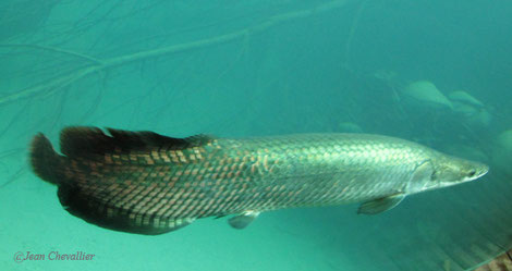 Arapaima