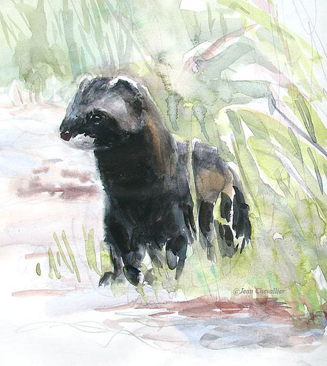 Putois, mustela putorius Aquarelle Jean Chevallier