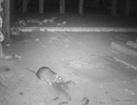 Surmulot, rattus norvegicus sur une crotte de fouine Photo jean Chevallier