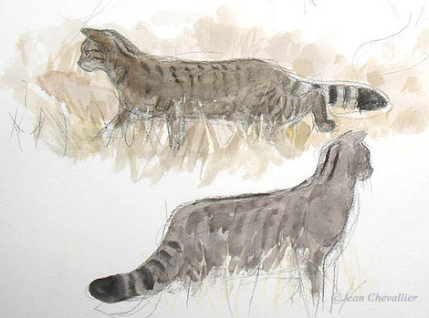 chat forestier croquis jean chevallier