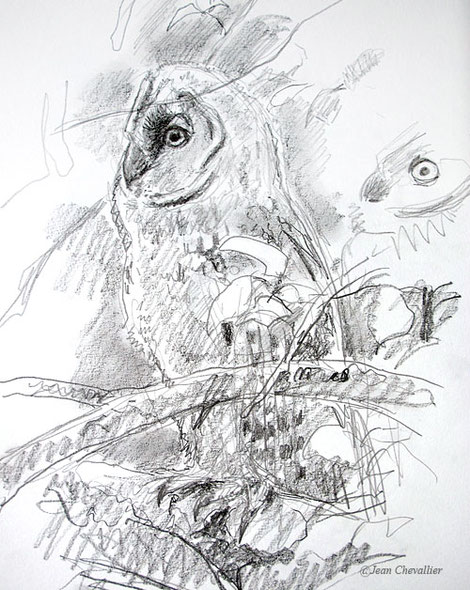 jeune moyen-duc, asio otus, dessin Jean Chevallier
