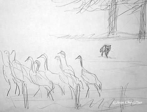 Grues et renard, croquis J.Chevallier