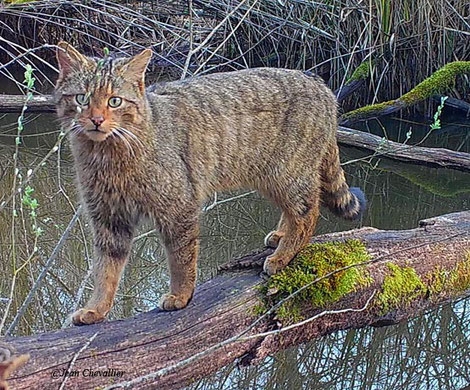 Chat forestier, au piège-photo (Stealthcam Gx45) Jean Chevallier