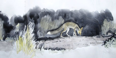 Renard famélique (Vulpes rueppelli), aquarelle Jean Chevallier