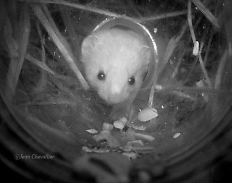 Belette, Mustela nivalis, photo Jean Chevallier