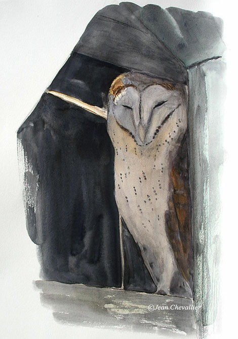 Effraie (tyto alba), aquarelle jean Chevallier