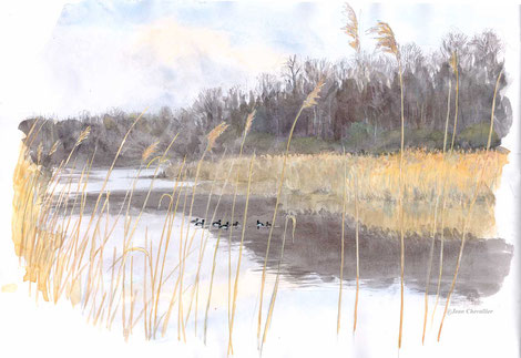 Muscardin, aquarelle