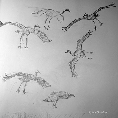 Grues se posant (Grus grus) croquis Jean Chevallier