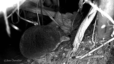 Crossope Neomys fodiens, au Stealthcam G42NG adapté, photo Jean Chevallier