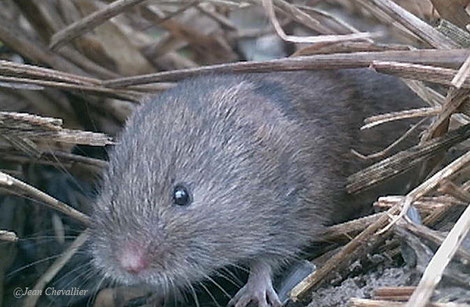 Campagnol Microtus agrestis. Ph. Jean Chevallier