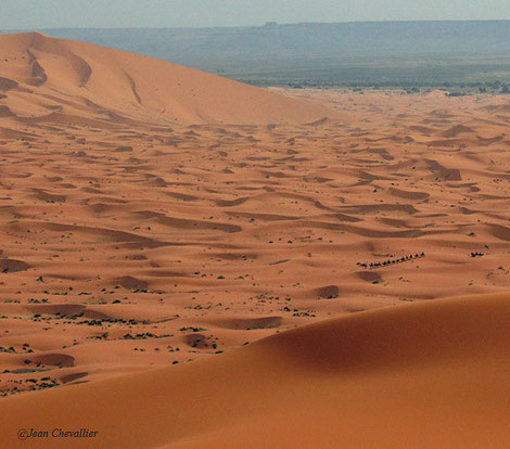 Merzouga, Erg Chebbi. Une petite colonne de chameaux, qui ne ramène pas le sel du Niger mais un groupe de touristes de tous pays, en visite éclair, organisée depuis Marrakech...