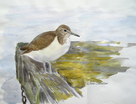 Chevalier guignette Actitis hypoleucos, aquarelle Jean Chevallier