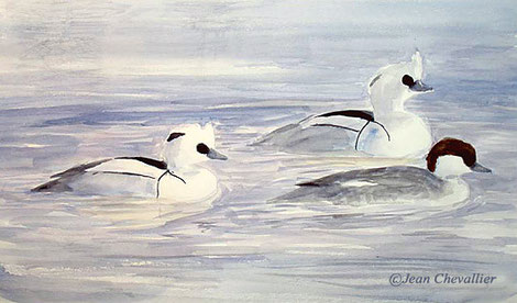 Harles piettes (mergus albellus) aquarelle Jean Chevallier