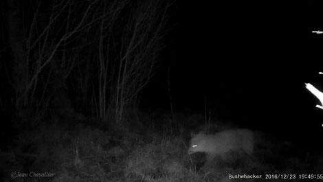 Renard qui passe
