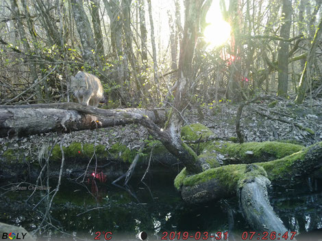 Chat forestier. Au Bolyguard en mode photo (rafale) 5700x4300px. Vue de la photo complète. Notez les taches rouges liées au reflet dans le filtre.