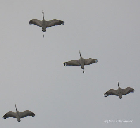 grues, lac du Der JChevallier