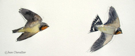 jeunes hirondelles rustiques (hirundo rustica) aquarelle Jean Chevallier