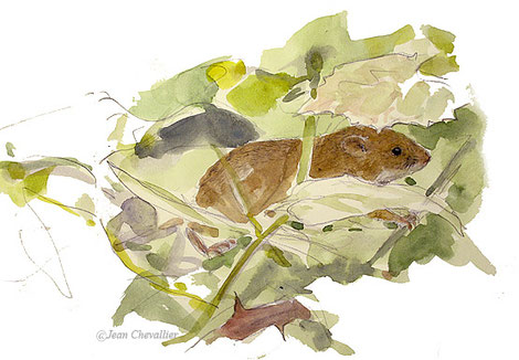 Micromys minutus , aquarelle Jean Chevallier