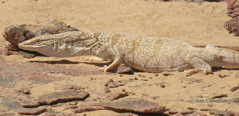 Varanus griseus, varan du désert