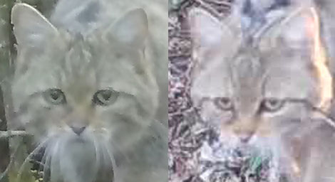 A 100% ou presque (agrandir en cliquant), recadrage sur la tête, avec en comparaison un extrait de vidéo fait au Browning et agrandi numériquement à 250%. On voit que la grande taille de l'image Bolyguard n'est pas utilisable complètement.