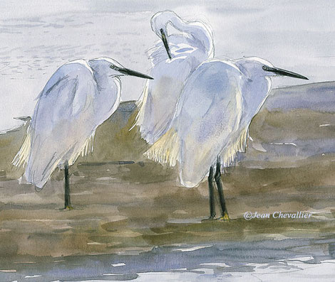 aigrettes garzettes egretta garzetta Jean Chevallier