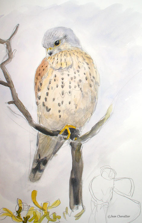 Faucon crécerelle falco tinunculus , aquarelle Jean Chevallier