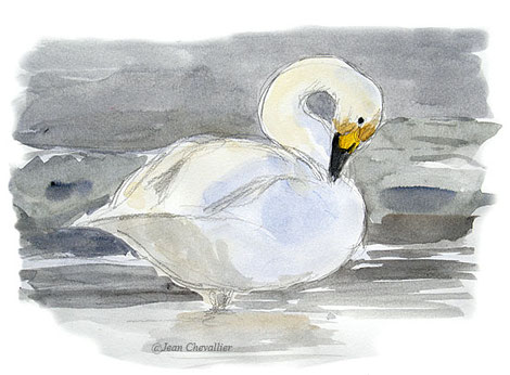 Cygne de Bewick, aquarelle Jean Chevallier