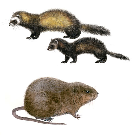 Putois, campagnol amphibie, illustrations