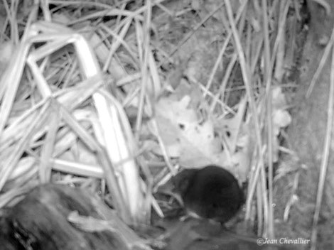 Crossope neomys fodiens , photo Jean Chevallier