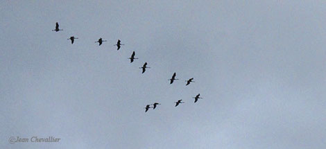 Résultat de recherche d'images pour "image des grues  sur le retours"