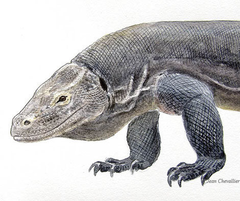 Varanus komodoensis illustration Jean Chevallier