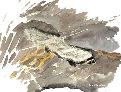 Zorille de Libye (ictonyx libyca), aquarelle Jean Chevallier