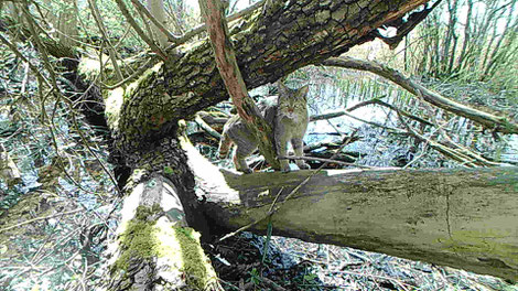 Chat forestier, de jour.